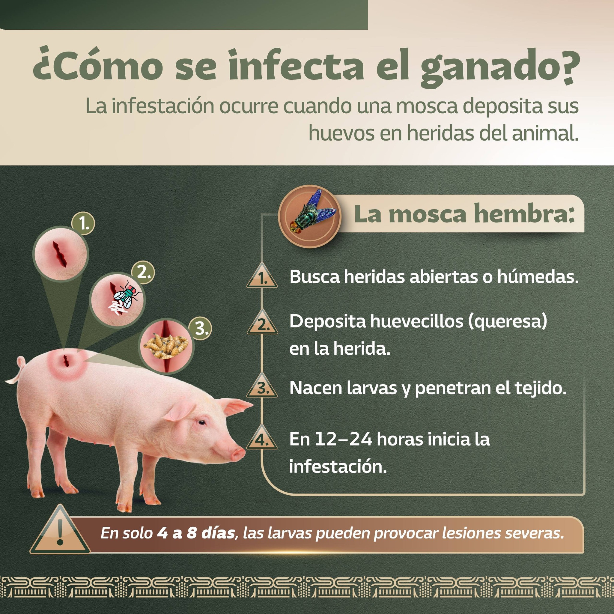 Infografía 4