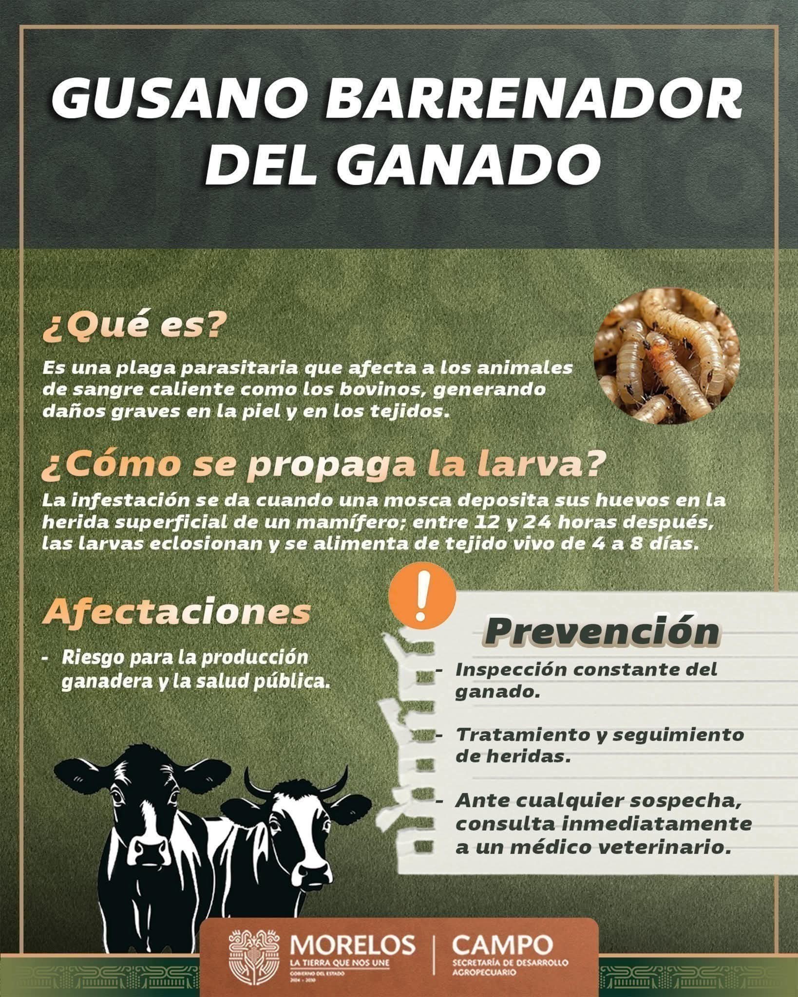 Infografía 7